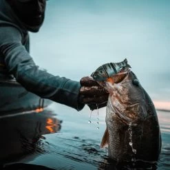 Catch Co. Mike Bucca's Baby Bull Gill 15 Catch Co. Mike Bucca's Baby Bull Gill -Soft Baits Verkäufe by rob matsuura 78 1