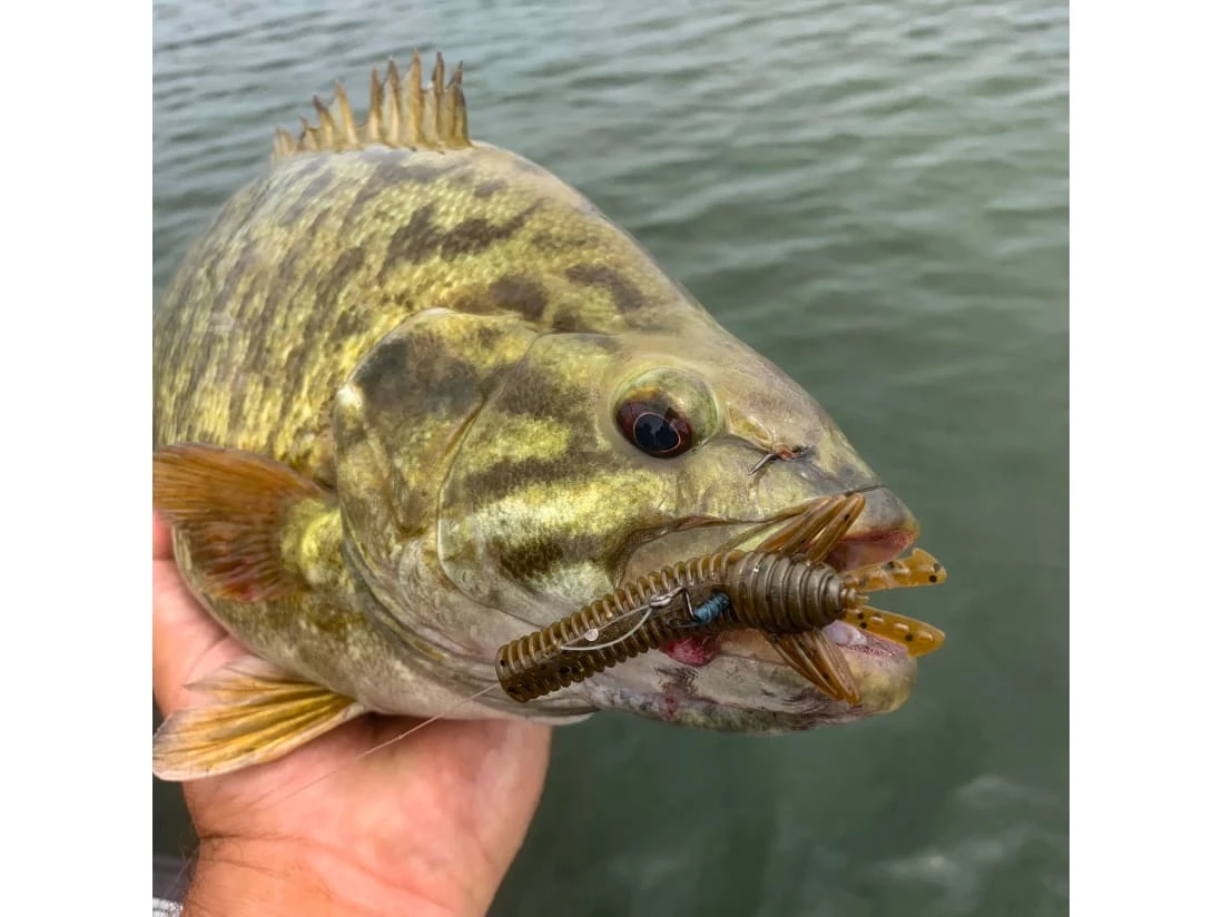 10,000 Fish Sukoshi Bug 6 10,000 Fish Sukoshi Bug – Bild 4