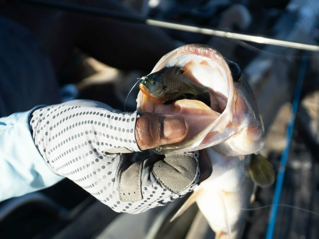 10,000 Fish Head Hunter 8 10,000 Fish Head Hunter – Bild 6