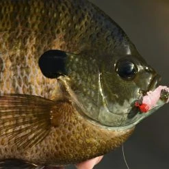 Z-Man Larvaz -Soft Baits Verkäufe lifestyle larvaz zman fishmouth 1