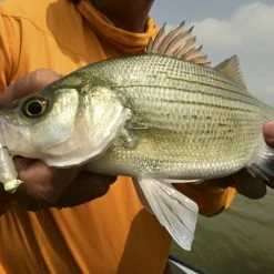 Z-Man Stingerz 13 Z-Man Stingerz -Soft Baits Verkäufe lifestyle stingerz zman fishmouth 1