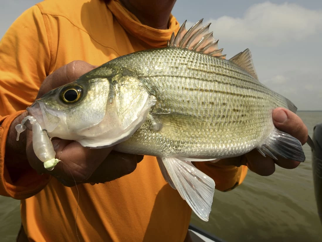 Z-Man Stingerz 8 Z-Man Stingerz – Bild 6