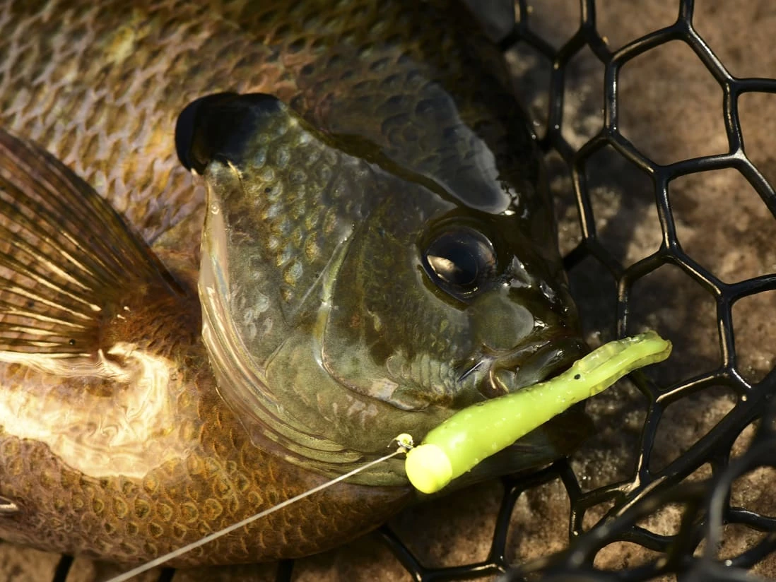 Z-Man Tiny Ticklerz 8 Z-Man Tiny Ticklerz – Bild 6